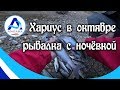 Рыбалка. Хариус в октябре. Тайга. Канал Ангара.