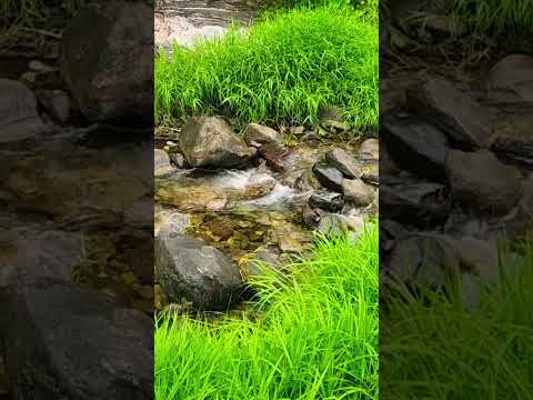 Listen to Nature | Relaxing Piano Music by the Stream ???? Peaceful Nature Sounds