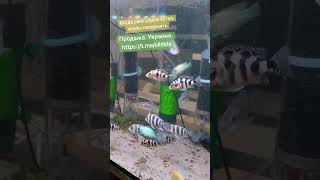 Счастливые рыбки. Цихлиды. После крмления #аквариум #цихлиды #смешноевидео #трендытиктока #тренд