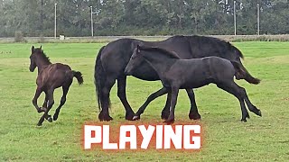 The Foals Are Playing Making Something Milk Friesian Horses