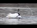Swans happily bathe on the lake in winter. They dive, beat their wings on the water