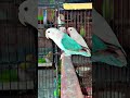 Blue Fishri Beauty#birds #lovebird #parrot