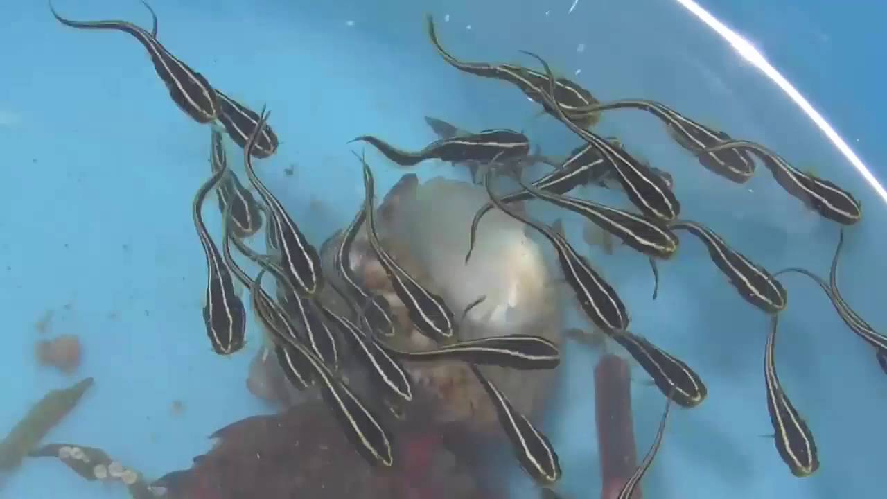 Lot of  Striped Catfish Babies