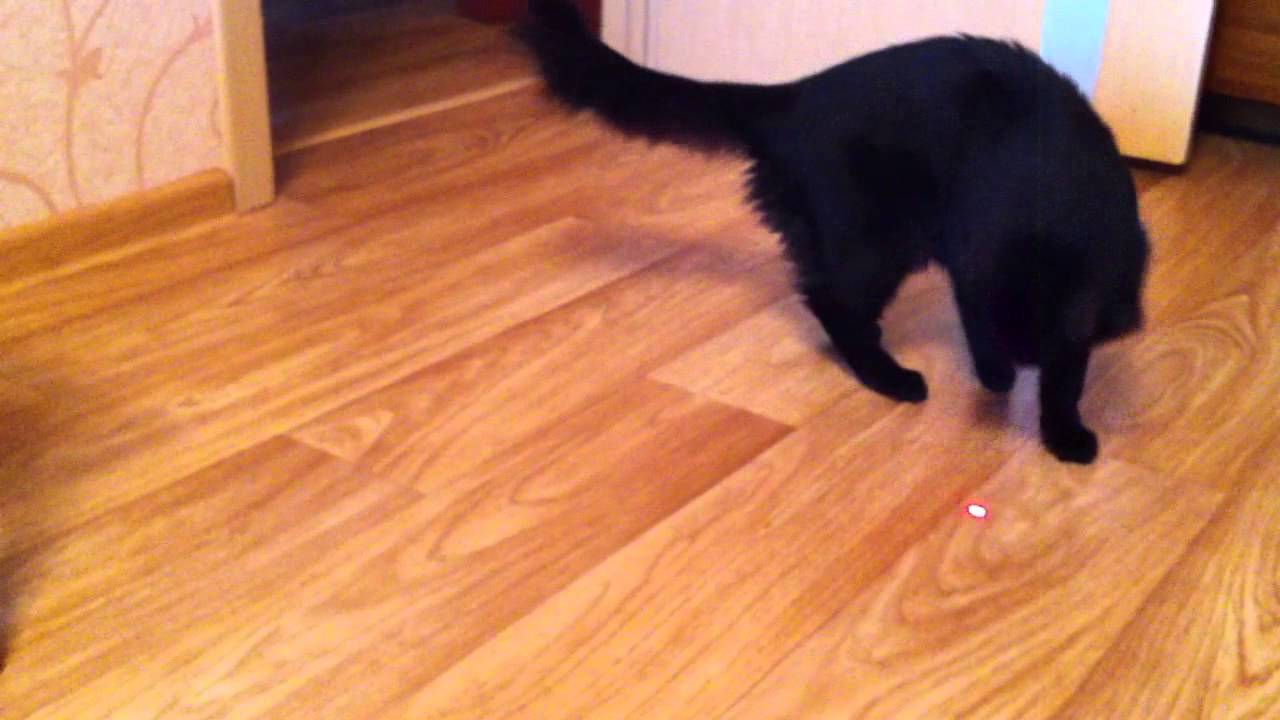 Лазерный кот / кот - вечный двигатель - YouTube