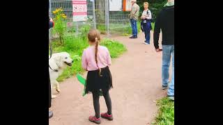 Мареммо-Абруццкие овчарки гуляют в Петербурге. Улан Брентли и Ума Грейс Сияющая Благодать.