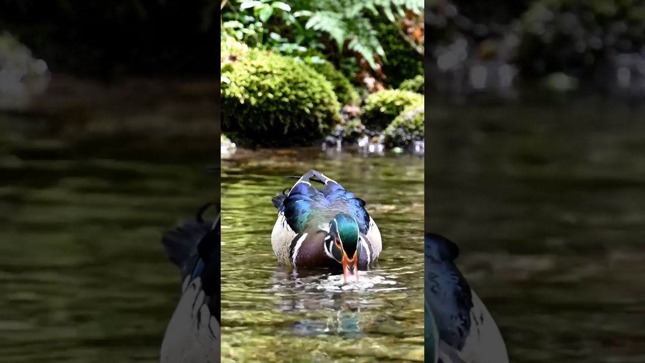 duck🦆 catching fish 🐠