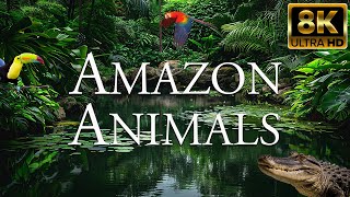 Amazon Animals 8K ULTRA HD | Amazing Wildlife of Amazon Rainforest | Amazon Jungle