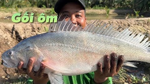 Hôm nay Cameraman hên lại rồi ôm con này cũng ngon lắm nghe | Cù Lao Dung Vlogs