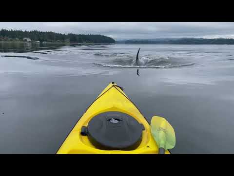 Video: Wo man in Seattle Kajak fahren kann