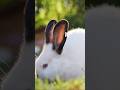 Fluffy Flirtatious Rabbit #wildlife #wildlifeentertainment #facts