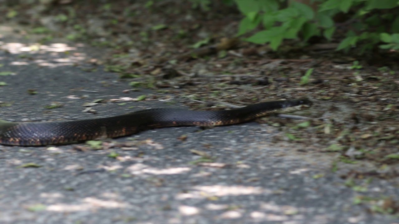 camera iphone 8 plus apk Rat Snake