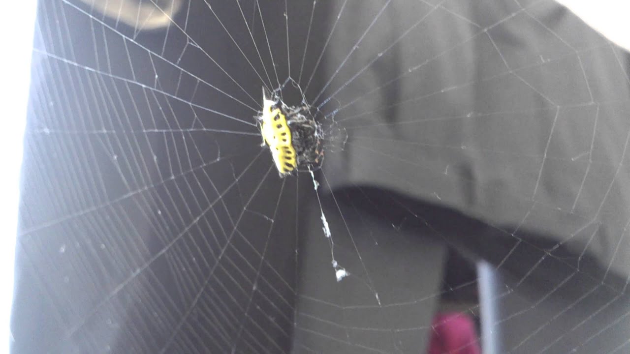 Araña de Caparazón - YouTube