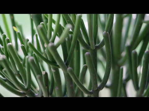 Video: Suggerimenti su come prendersi cura di un cactus a matita