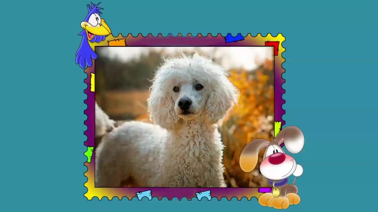 пудель и птичка лемарк слушание музыки