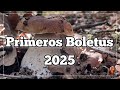 Empiezan los boletus!!! 🍄‍🟫 🍄‍🟫 🍄‍🟫 #boletus #mushroom #nature #fungi #wildlife 