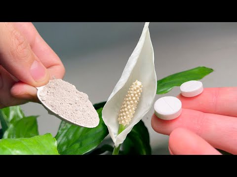 Video: Spathiphyllum Domino: o'simliklarni parvarish qilish