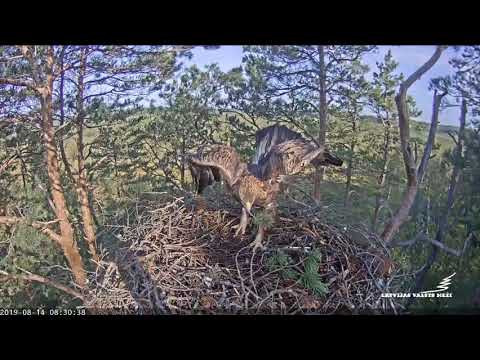 Video: Labākās Vietas Jaunzēlandes Savvaļas Dzīvnieku, Retu Putnu Un Jūras Zīdītāju Apskatei