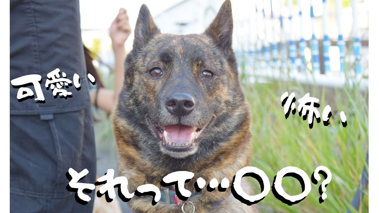 甲斐犬を散歩してたら言われた衝撃の一言 思わず耳を疑いましたー 甲斐犬 柴犬 Youtube 甲斐犬を散歩してたら言われた衝撃の一言 思わず耳を疑いましたー 甲斐犬 柴犬 Youtube