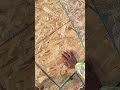 Estaba fácil el techo pero ya andaba cansado #construction  #framing #usa  #suscribense  #mexicano
