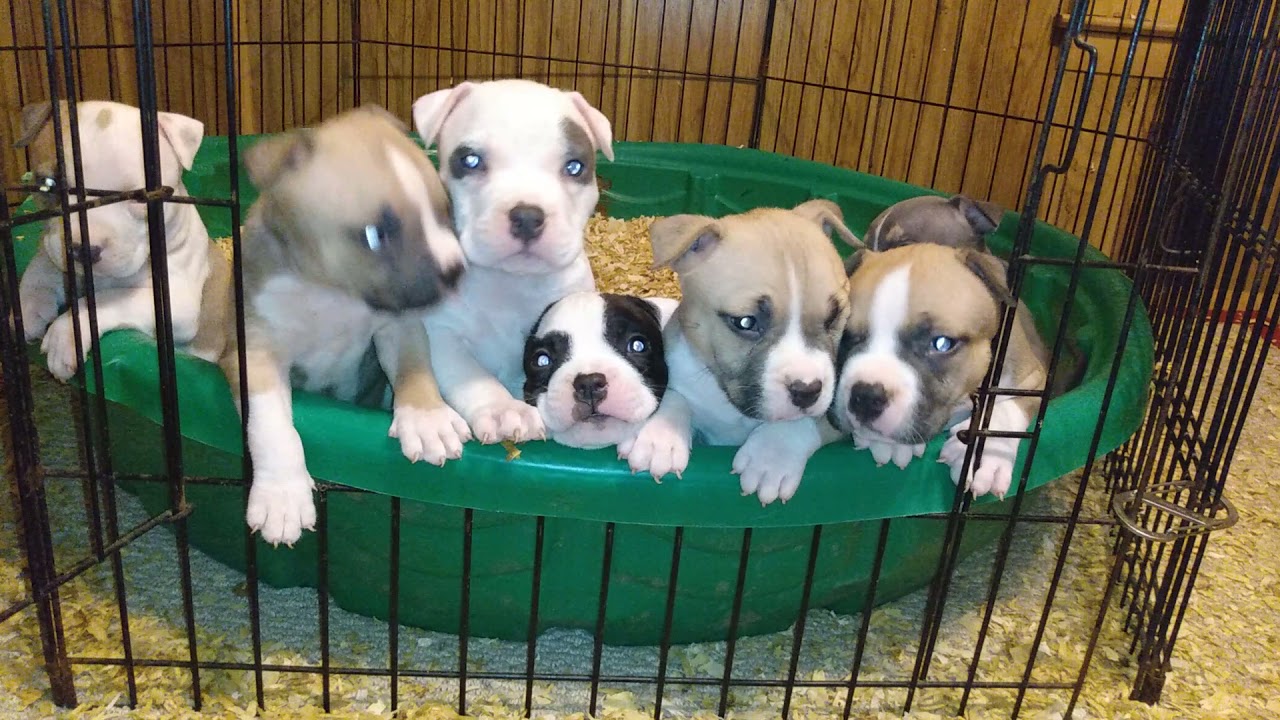 New Order breeding. Harley x Ditto puppies getting big 🥰