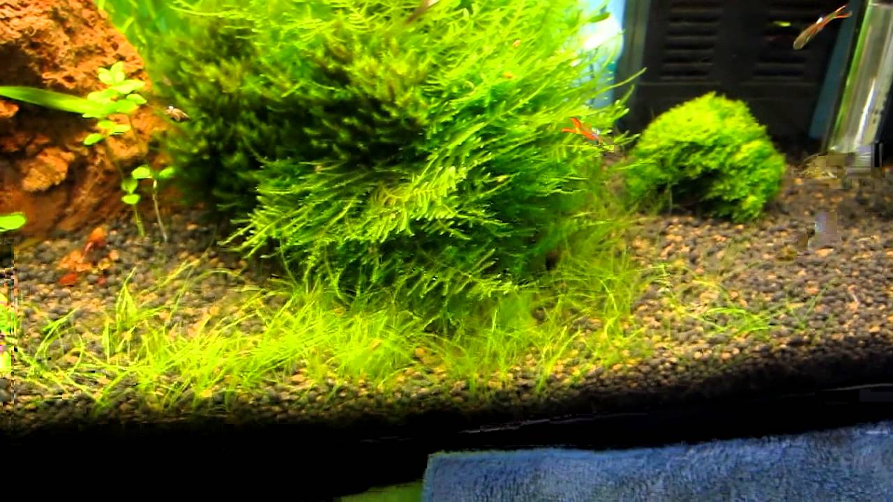 TRIMMING DWARF HAIR-GRASS. Before & after. Part 1/2 - YouTube