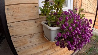 видео: поделки для МАМЫ и души // на носу НОЯБРЬ а он ЦВЕТЁТ и ароматит на весь двор картинка: поделки для МАМЫ и души // на носу НОЯБРЬ а он ЦВЕТЁТ и ароматит на весь двор