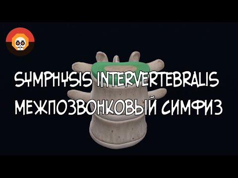 Межпозвонковый симфиз (symphysis intervertebralis) 3D Анатомия