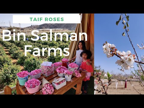Bin Salman Farms Of Taif Rose Farm And Factory 