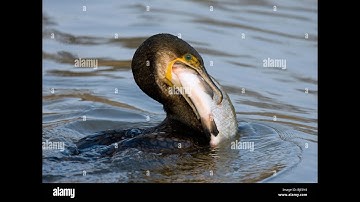 Còng cọc - loài chim đen bí ẩn gắn bó với miền sông nước - Hành trình lớn lên đầy yêu thương bồ câu
