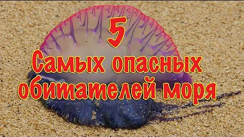 5 самых опасных обитателей моря Японии и Окинавы