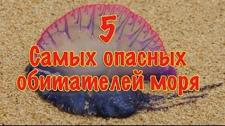 5 самых опасных обитателей моря Японии и Окинавы