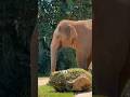 Elephant ka secret jo sabko nahi pata! 😳