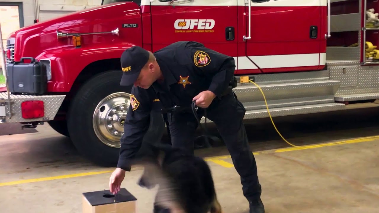 Dogs with Jobs Training the Canine Unit YouTube
