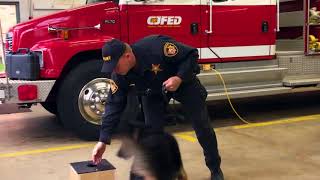 Dogs with Jobs  Training the Canine Unit