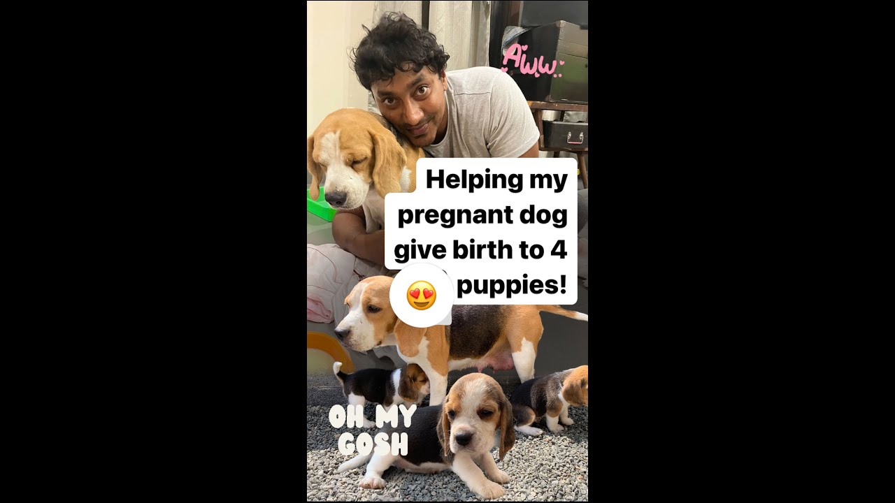 We helped our pregnant dog give birth to 4 puppies at home | Birth ...
