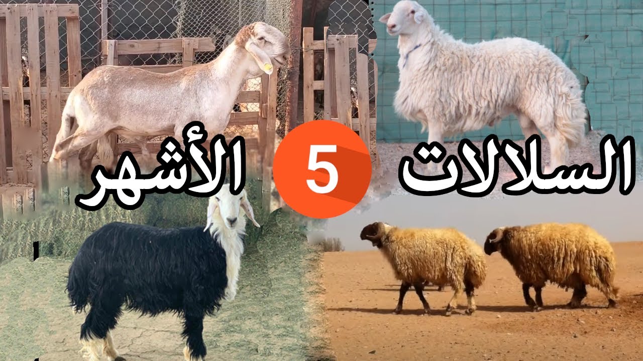 اكتشف أشهر 5 سلالات الغنم في الوطن العربي ومميزاتها