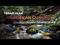 TERAPI TLEDEKAN GUNUNG TERBUKTI 100% AMPUH SOLUSI BURUNG STRES MACET BUNYI & BAHAN OMBYOKAN