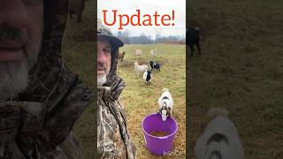 Update on how to feed goats goat goatfood animals kikogoats