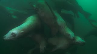 Steller Sea Lions: Citizen Science at Work
You can help scientists identify photos of marked Steller sea lions in the Aleutian Islands - go to https://www.zooniverse.org/projects/sweenkl/steller-watch. NOAA Scientists are tracking this endangered population western Aleutian Islands, Alaska. Steller Sea Lions: Citizen Science at Work