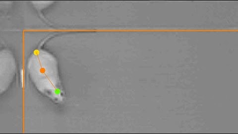 ANY-maze tracking the head, centre and tail of a mouse