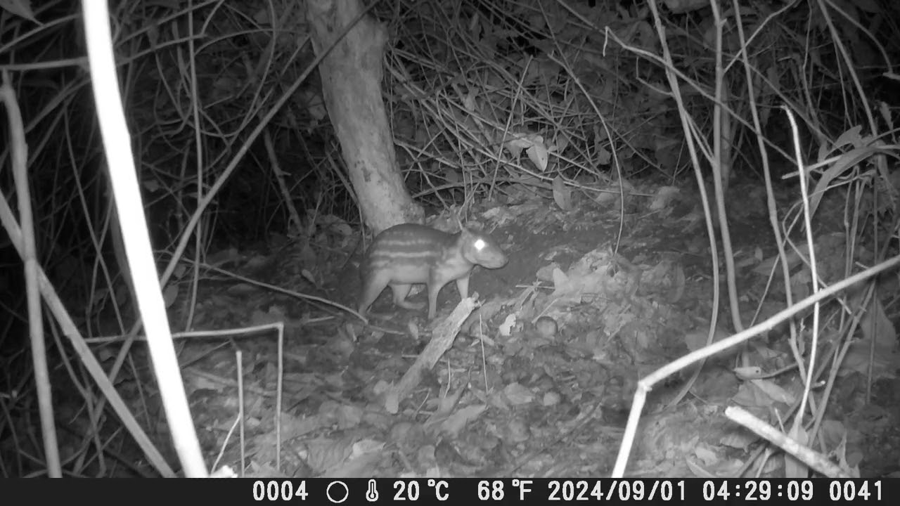 Guartinaja Caught on Camera Trap | Cuniculus paca in Loros Wildlife Sanctuary