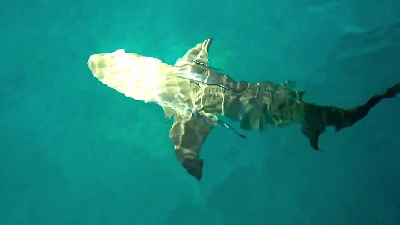 Episode #55  SHARKS!!!!