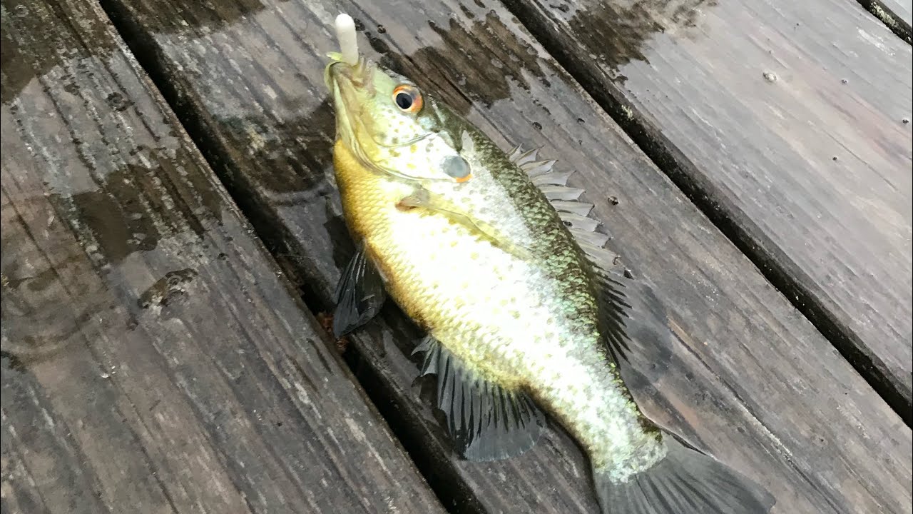 🎣☔️ Fishing in the rain Caught a Big Bluegill Sunfish 🐠 YouTube