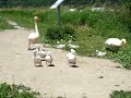 Swan st fulgence Ma première rencontre des 10 bébés de 2024.