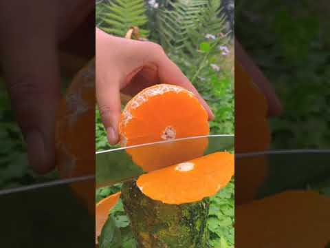 Video: Pokok Oren Mempunyai Buah Kecil: Sebab Jeruk Kecil