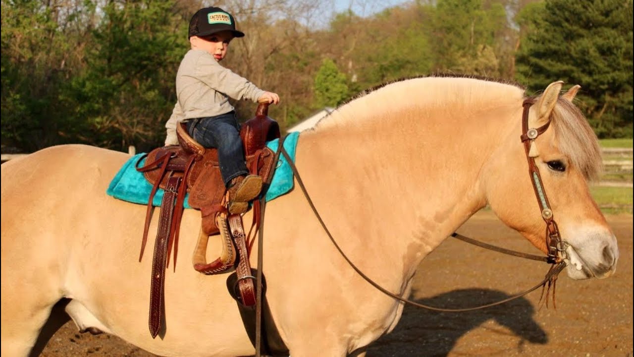 Prince. Presented by Diamanté Equestrian YouTube