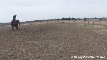 That Smart Cat - working the flag 2! - ValleyViewRanch.net