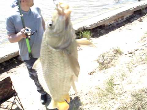 ochopintre.ge შეჯიბრი კუმისზე