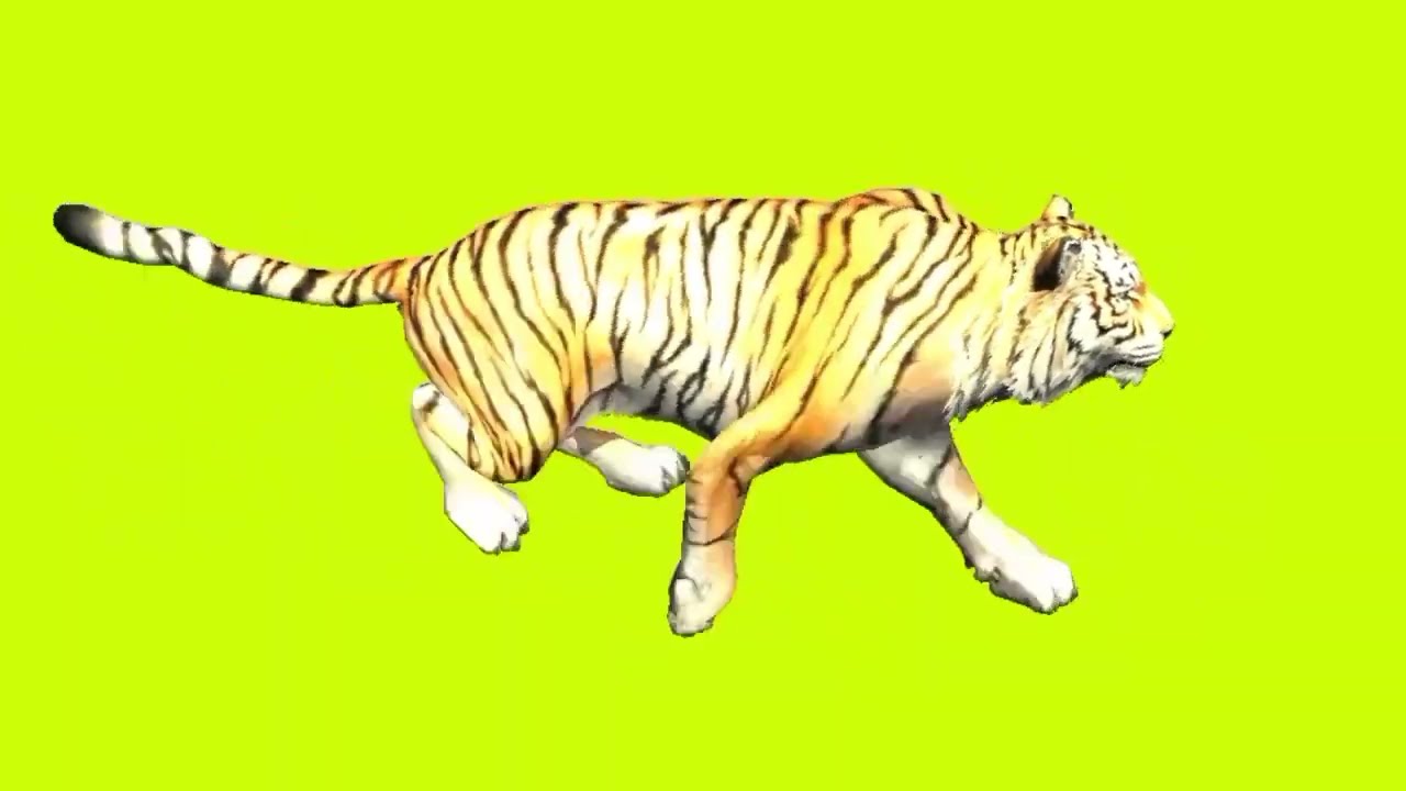 Tiger king running on green screen cartoon characters no copyright 3