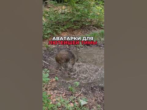 Имба тима Аватарки #авы #стандофф #шортс #аватарки - YouTube